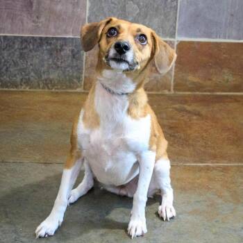 Ely -  Jack Russell Terrier and Beagle Dog for Adoption in Versailles, Kentucky - Ely | PetCurious