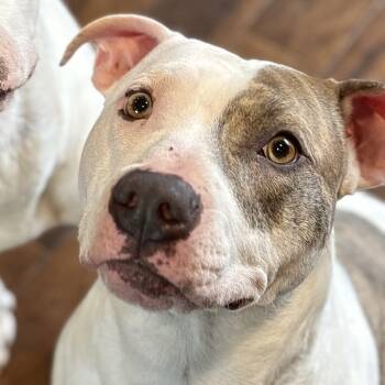 Pit Bull Terrier Dogs Available for Adoption in Peotone, Illinois - Frank | PetCurious