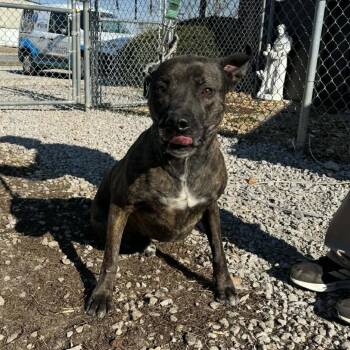 Mixed Breed Dogs Available for Adoption - Bess | PetCurious