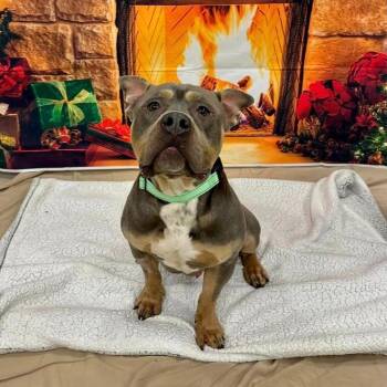 Archie -  Pit Bull Terrier Dog for Adoption in Newark, New Jersey - Archie | PetCurious