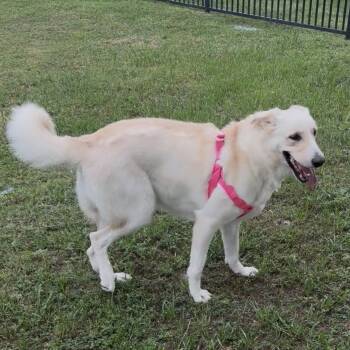 Harper -  Golden Retriever and German Shepherd Dog Dog for Adoption in Liverpool, Texas - Harper | PetCurious