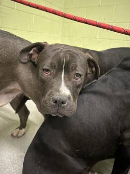 Pit Bull Terrier Dogs Available for Adoption in Indianapolis, Indiana - CHANDLER | PetCurious