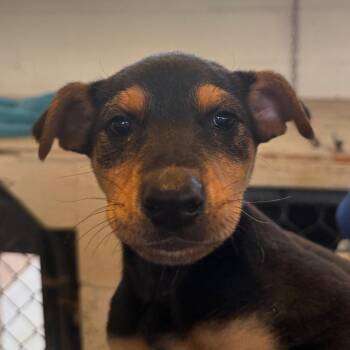 Shepherd and Doberman Pinscher Dogs Available for Adoption in Goleta, California - Sadie | PetCurious