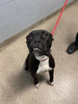 Brunson -  Mixed Breed Dog for Adoption in Troy, Ohio - Brunson | PetCurious