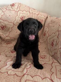 Labrador Retriever and German Shepherd Dog Dogs Available for Adoption in Carson City, Nevada - Shepherds Pie | PetCurious