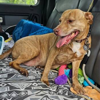 Rescue American Staffordshire Terrier Dogs for Adoption in Lake Jackson, Texas - Molly | PetCurious