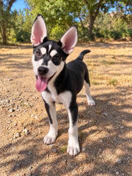 Wasabi -  Siberian Husky Dog for Adoption in Oakland, California - Wasabi | PetCurious