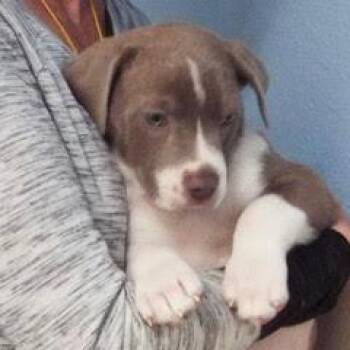 Mixed Breed Dogs Available for Adoption - Kennedy | PetCurious