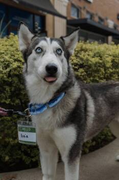 Siberian Husky Dogs Available for Adoption in Carrollton, Texas - Gaia | PetCurious