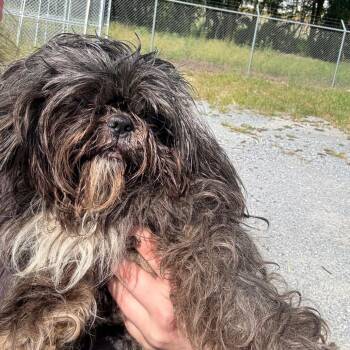 Fiona -  Shih Tzu Dog for Adoption in Montgomery, Alabama - Fiona | PetCurious