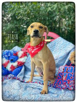 Flash -  Black Mouth Cur Dog for Adoption in Sebring, Florida - Flash | PetCurious