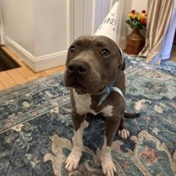 Mixed Breed Dogs Available for Adoption - Laney | PetCurious