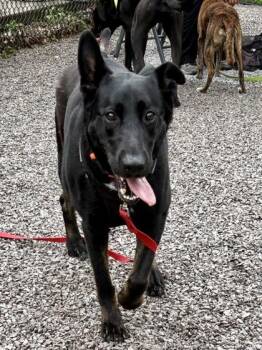 Baylynn -  Shepherd and Mixed Breed Dog for Adoption in Cincinnati, Ohio - Baylynn | PetCurious