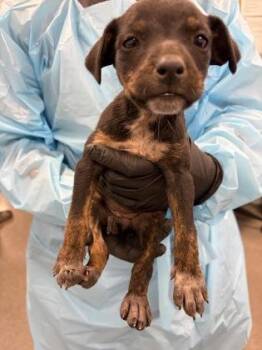 Prairie -  Mixed Breed Dog for Adoption in Fresno, California - Prairie | PetCurious