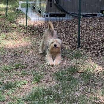 Terrier Dogs Available for Adoption in Wake Forest, North Carolina - McLovin | PetCurious