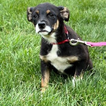 Giggles -  Labrador Retriever Dog Available for Adoption in South Elgin, Illinois - Giggles | PetCurious