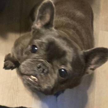 Haiku -  French Bulldog Dog for Adoption in Irving, Texas - Haiku | PetCurious