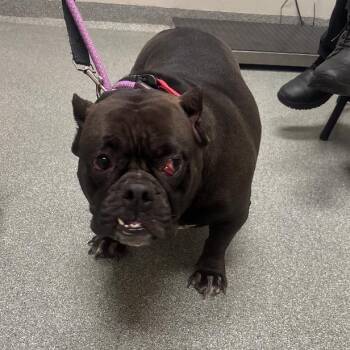 Mixed Breed Dogs Available for Adoption - Dumplin | PetCurious