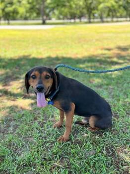 Wendall -  Hound and Labrador Retriever Dog for Adoption in Aiken, South Carolina - Wendall | PetCurious