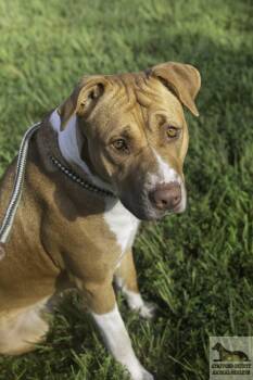 Daisy -  Pit Bull Terrier Dog for Adoption in Stafford, Virginia - Daisy | PetCurious