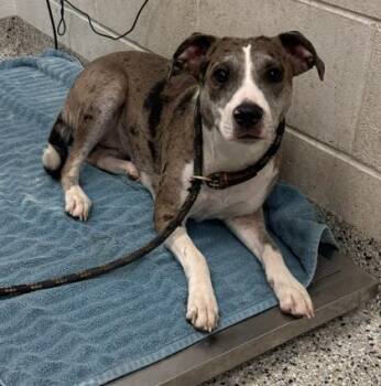 Adeline -  Mixed Breed Dog for Adoption in Kansas City, Missouri - Adeline | PetCurious
