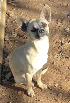 Chihuahua Dogs Available for Adoption - Toby | PetCurious