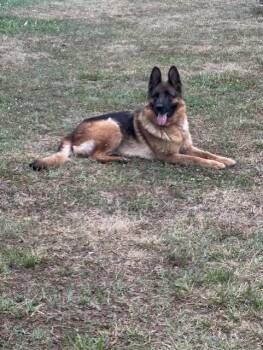 AMORA -  German Shepherd Dog Dog for Adoption in West Cape May, New Jersey - AMORA | PetCurious