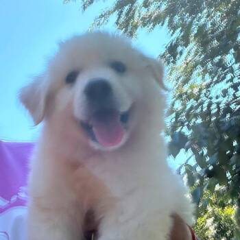 Finn -  Great Pyrenees Dog for Adoption in Shelby, North Carolina - Finn | PetCurious