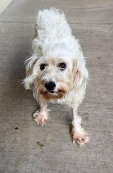 Glory -  Shih Tzu Dog for Adoption in Mckinney, Texas - Glory | PetCurious