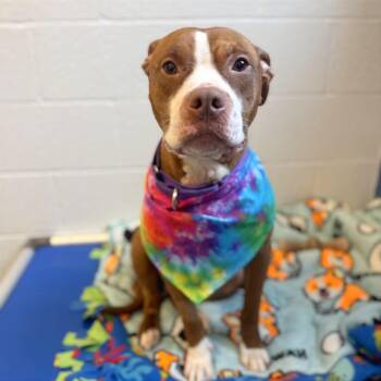 Mixed Breed Dogs Available for Adoption - Isla | PetCurious