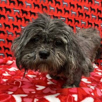 Oopsy Daisy -  Shih Tzu Dog for Adoption in Washburn, Missouri - Oopsy Daisy | PetCurious