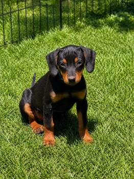 Dachshund and Hound Dogs Available for Adoption in Nashville, Tennessee - Roni (F) | PetCurious