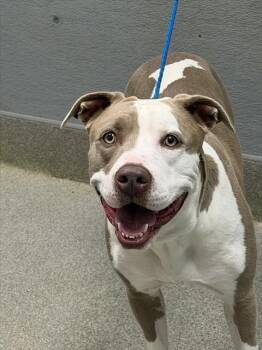 MOOLANA -  Pit Bull Terrier Dog for Adoption in Las Vegas, Nevada - MOOLANA | PetCurious