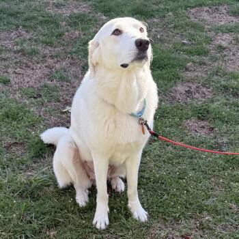 Great Pyrenees Dogs Available for Adoption - Sammi | PetCurious