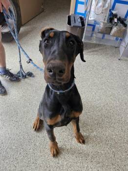Chop -  Doberman Pinscher Dog for Adoption in Leadville, Colorado - Chop | PetCurious