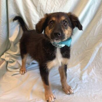 Bishop -  Mixed Breed Dog for Adoption in Canal Winchester, Ohio - Bishop | PetCurious