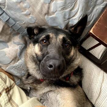 German Shepherd Dog Dogs Available for Adoption - Taz IV (New Digs) | PetCurious