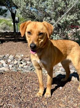 Golden Retriever Dogs Available for Adoption in Cottonwood, Arizona - Nugget | PetCurious