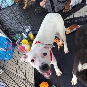 Benny -  Dalmatian and Great Pyrenees Dog for Adoption in Dallas, Texas - Benny | PetCurious