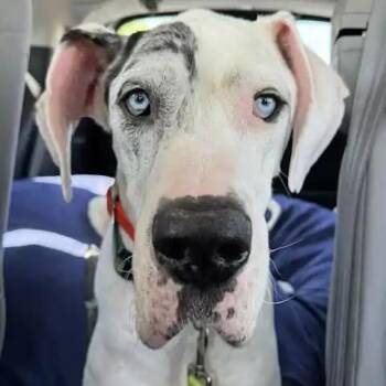 Great Dane Dogs Available for Adoption - Malachite | PetCurious