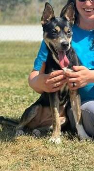 Mixed Breed Dogs Available for Adoption in Fairfax, Virginia - Fiesta | PetCurious