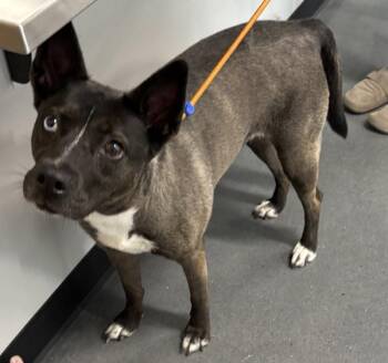 Ic15 Leanna -  Australian Kelpie and Labrador Retriever Dog for Adoption in Lawrenceville, Georgia - Ic15 Leanna | PetCurious
