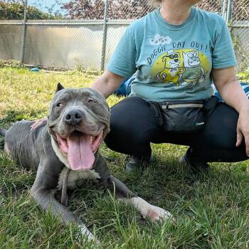 Noah ~ Coming Soon!!! -  Pit Bull Terrier Dog for Adoption in Chicago, Illinois - Noah ~ Coming Soon!!! | PetCurious