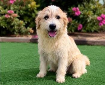 Barbie-Available 6/19 www.lhar.dog to apply -  Wheaten Terrier and Cairn Terrier Dog for Adoption in Frederick, Maryland - Barbie-Available 6/19 Www.lhar.dog To Apply | PetCurious