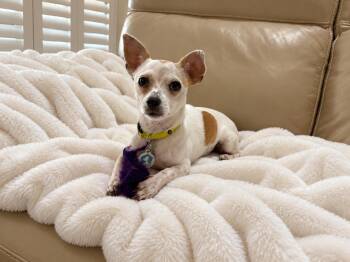 Leona -  Chihuahua Dog for Adoption in Osteen, Florida - Leona | PetCurious