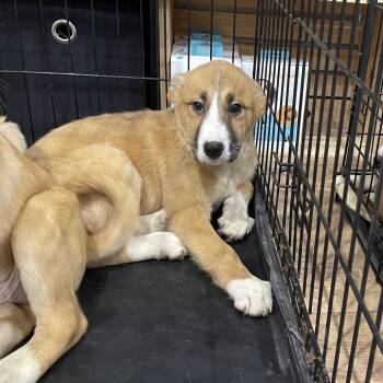 Australian Shepherd Dogs Available for Adoption - Ice-T | PetCurious