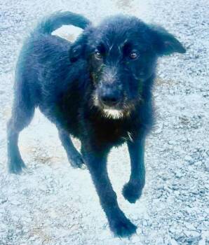 RexTy -  Goldendoodle and Labrador Retriever Dog for Adoption in Bull Valley, Illinois - RexTy | PetCurious