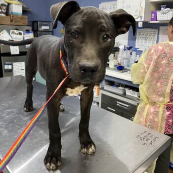 Caleb -  Labrador Retriever and Mixed Breed Dog for Adoption in Marble, North Carolina - Caleb | PetCurious