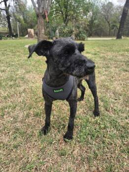 Schnauzer Dogs Available for Adoption in New Berlin, Wisconsin - FLETCHER   $425 | PetCurious