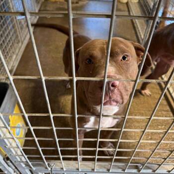 Rescue Mixed Breed Dogs for Adoption in Huntington, West Virginia - Dozer - Oney Ave | PetCurious